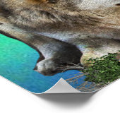 Affiche loup et lune (Coin)