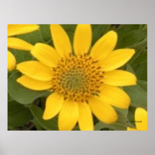 Affiche lumineuse de racine de baume