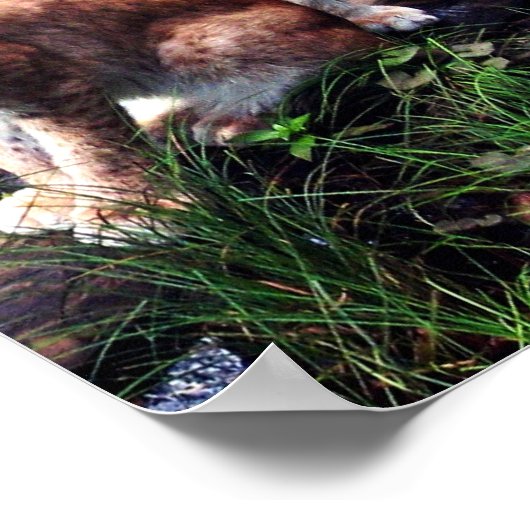 Affiche Lynxes (Coin)