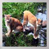 Affiche Lynxes (Devant)