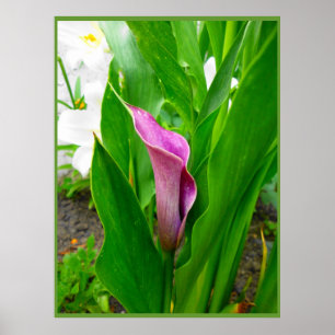 Affiche Lys d'appel Pourpre