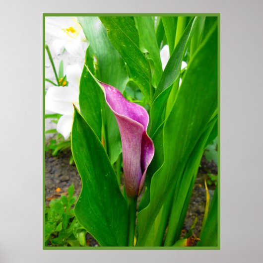 Affiche Lys d'appel Pourpre (Devant)