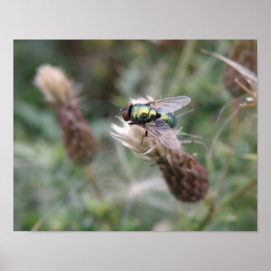 Affiche Macro de la Mouche à Bouteille Verte (Devant)
