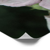 Affiche Macro Fleur de Ronce (Coin)