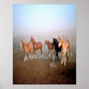 Affiche magnifique de chevaux