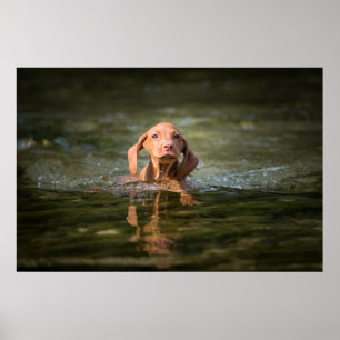 Affiche Magyar Vizsla Puppy de différentes tailles