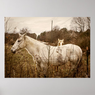 Affiche MAMAN CHEVAL