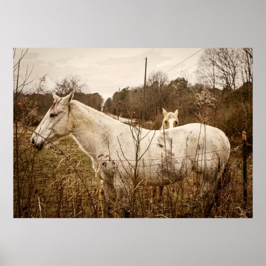 Affiche MAMAN CHEVAL (Devant)