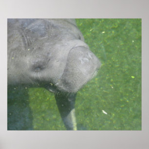 Affiche Manatee Smiles