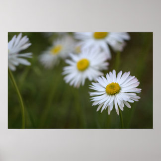 Affiche Marguerites Fleur Floral Photographie De N