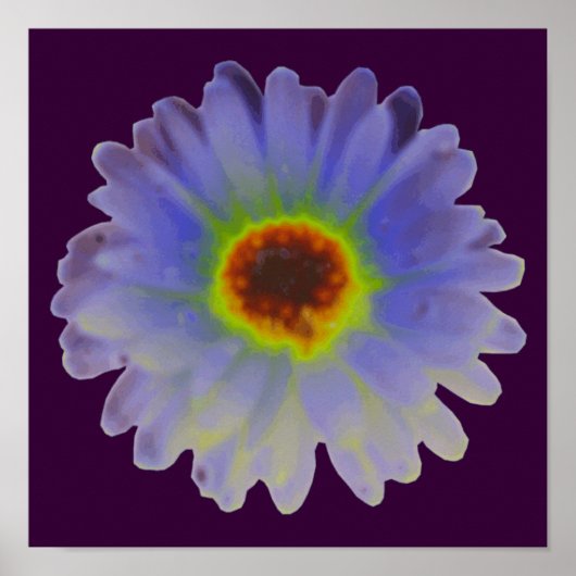 Affiche Marigold Rainbow (Devant)