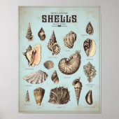 Affiche marine avec différents coquillages (Devant)