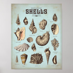 Affiche marine avec différents coquillages