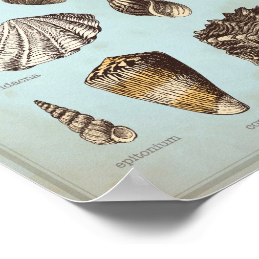 Affiche marine avec différents coquillages (Coin)