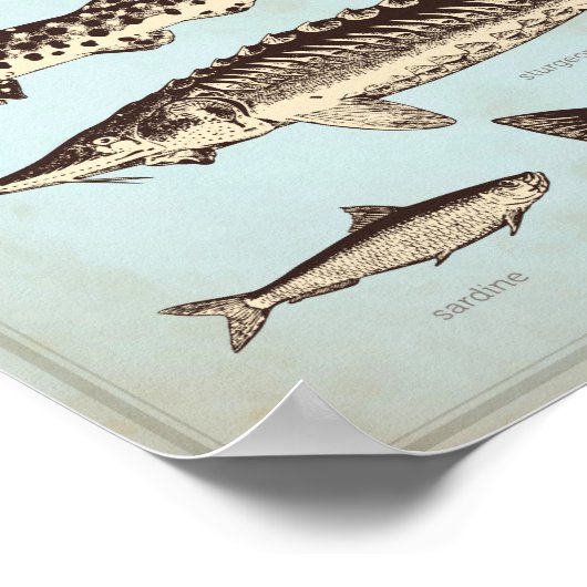 Affiche marine rétro avec différentes sortes de po (Coin)