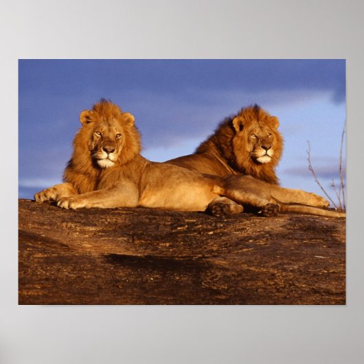 Affiche masculine de deux lions (Devant)