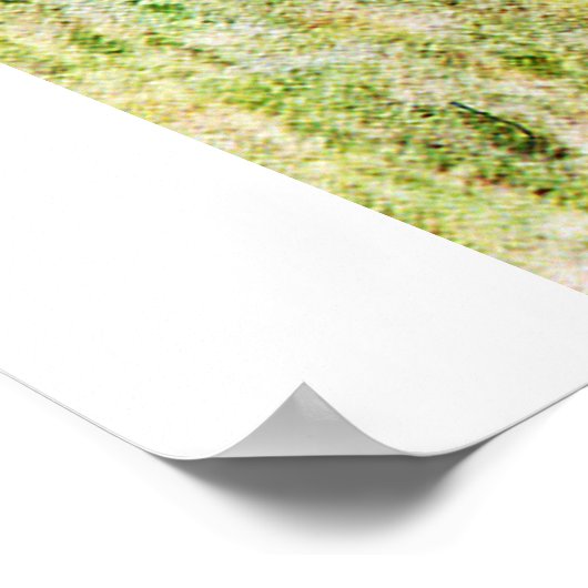 Affiche Meercheetah (Coin)