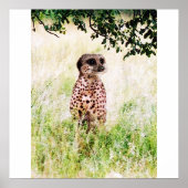 Affiche Meercheetah (Devant)