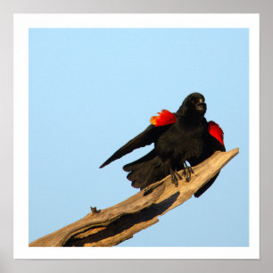 Affiche Merle à ailes rouges