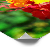 Affiche mexicaine Oiseau du paradis (Coin)