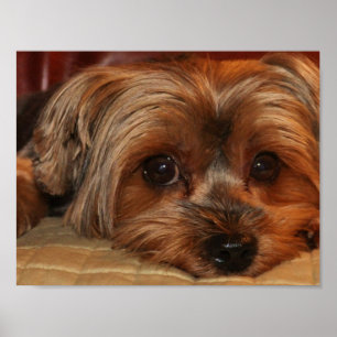 Affiche mignonne de Yorkshire Terrier