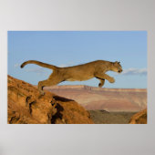 Affiche Mountain Cougar (Devant)