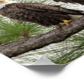 Affiche murale de l'aigle SWFL (Coin)