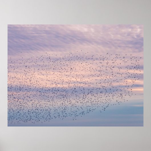 Affiche Murmuration au Coucher du Soleil (Devant)