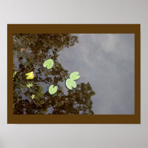 Affiche Nénuphar flottante