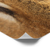 Affiche Œil du Tigre Gros Chat (Coin)