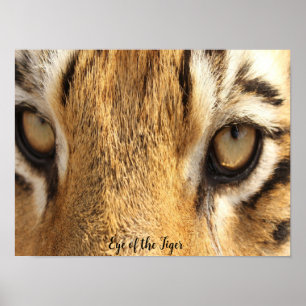 Affiche Œil du Tigre Gros Chat