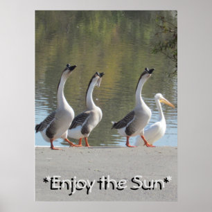 Affiche - oies affectueuses de Sun