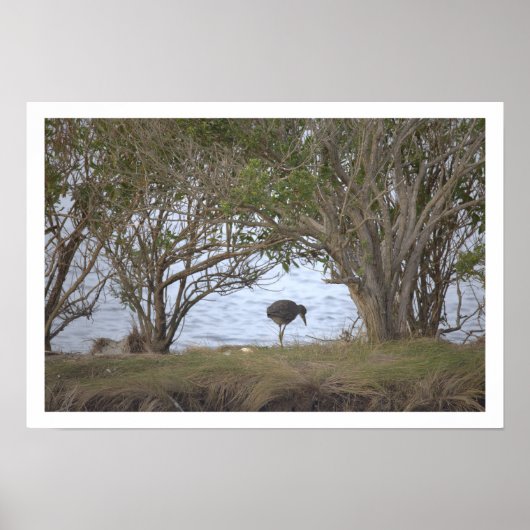 Affiche Oiseau au Refuge (Devant)