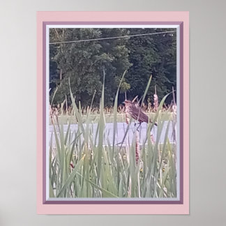 Affiche Oiseau dans les hautes herbes