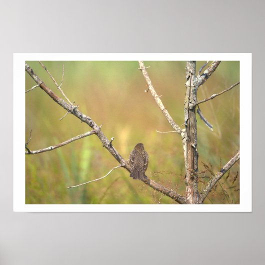 Affiche Oiseau dans un Arbre (Devant)