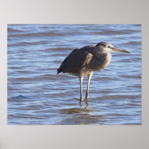 Affiche Oiseau debout dans l'eau