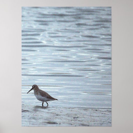 Affiche Oiseau sur la Plage (Devant)