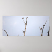 Affiche Oiseaux sur les Branches (Devant)