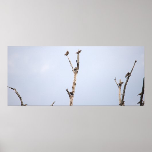 Affiche Oiseaux sur les Branches (Devant)