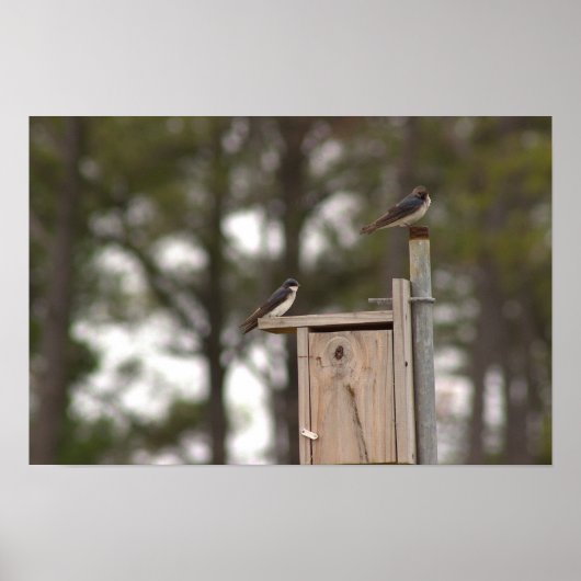 Affiche Oiseaux sur Niche à Oiseaux (Devant)
