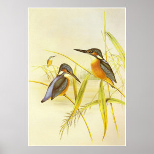 Affiche Oiseaux Vintage Martin-pêcheur