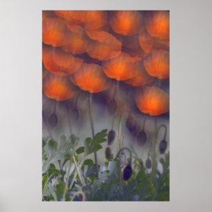 Affiche orange de cieux de pavot d'imaginaire