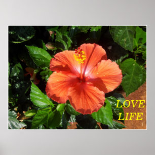 Affiche orange de ketmie