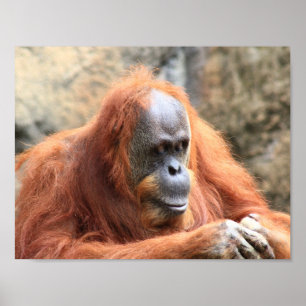 Affiche orangoutaise