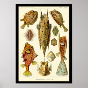 Affiche "Ostraciontes" d'Ernst Haeckel