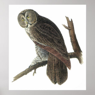 Affiche ou copie de hibou de grand gris d'Audubon