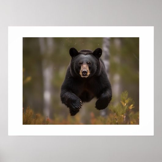 Affiche Ours Yellowstone (Devant)