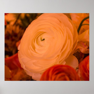 Affiche papier archivée 20 x 16 Beauty Surrounds