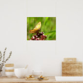 Affiche papillon (Cuisine)