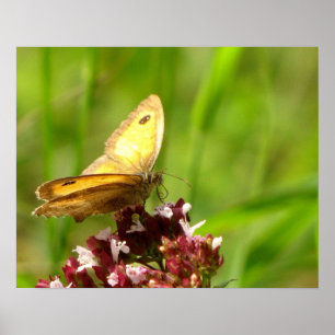 Affiche papillon